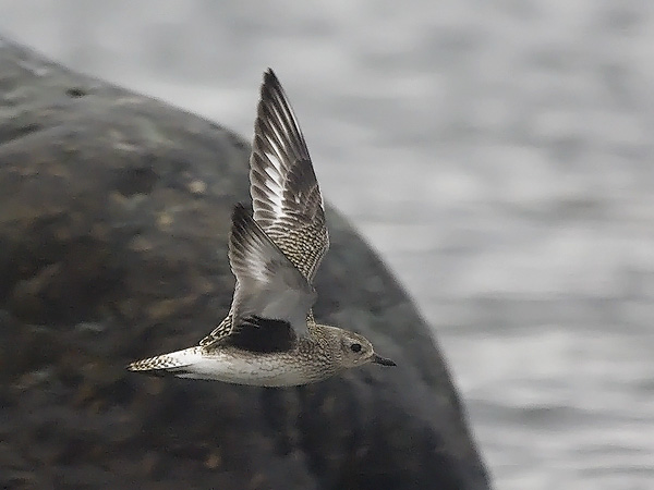 Tundrakurmitsa, Grey Plover, Pluvialis squatarola